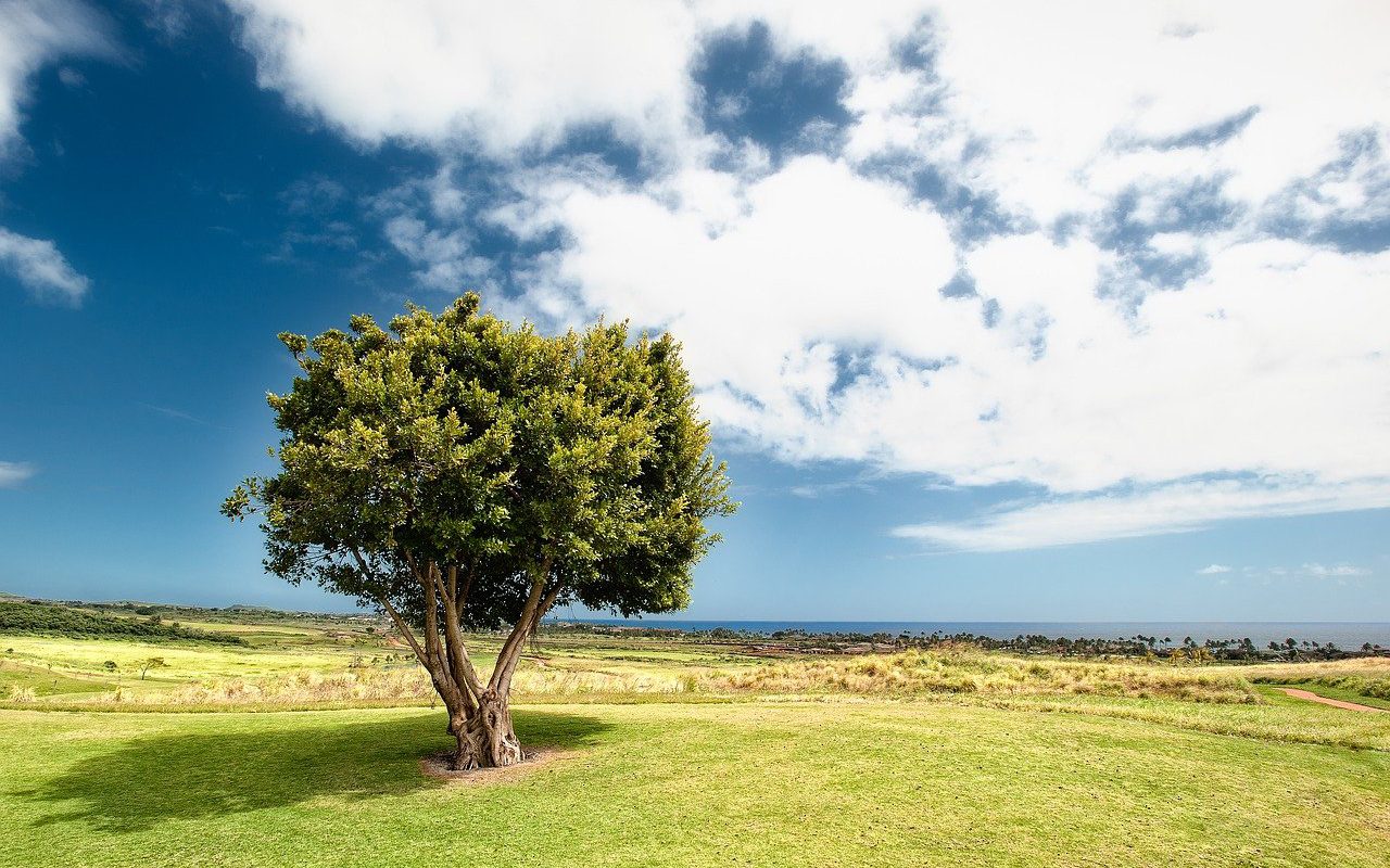 countryside, tree, field